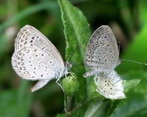 国产采精小蝴蝶,探寻自然之美与科技创新的完美融合 第2张 国产采精小蝴蝶,探寻自然之美与科技创新的完美融合 第2张