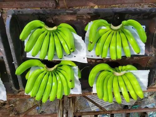 大香蕉之国产,大香蕉之国的繁荣与传奇 第2张 大香蕉之国产,大香蕉之国的繁荣与传奇 第2张