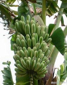 国产成人大香蕉 第3张 国产成人大香蕉 第3张