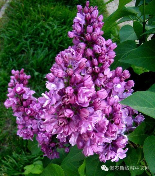 丁香六月激情国产,丁香六月的辉煌篇章  第2张