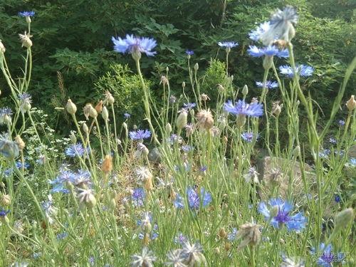 丁香六月激情国产,丁香六月的辉煌篇章  第3张