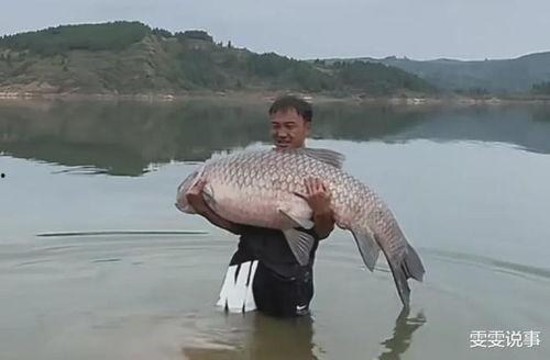 青鱼视频在线观看国产,青鱼视频带你领略国产影视魅力  第2张