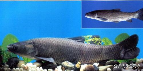 青鱼视频在线观看国产,青鱼视频带你领略国产影视魅力  第3张